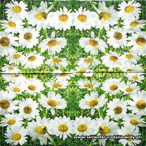 4260 Daisy Revolution