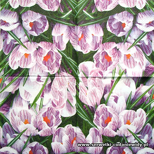 4963 Blooming Crocus
