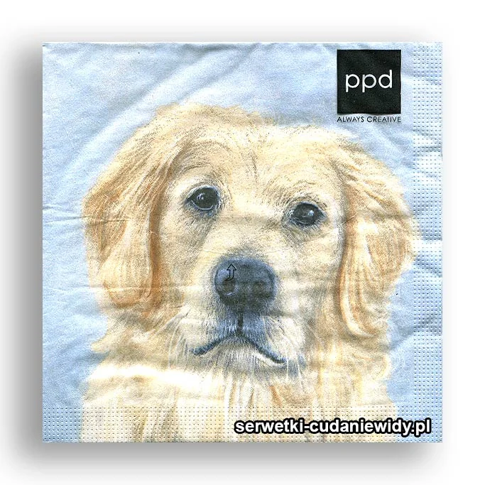 5808PACZKA Golden Smutny?
