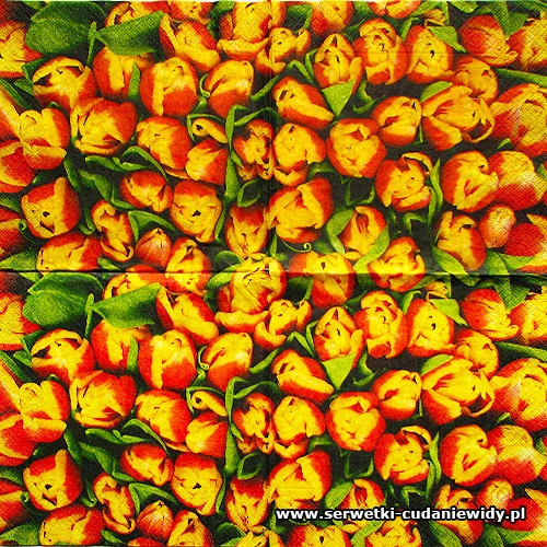 5825 Tulip