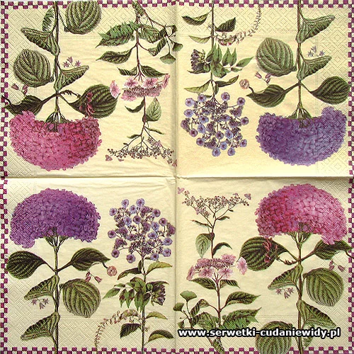 5948 Herbaarium Ja Hortensia