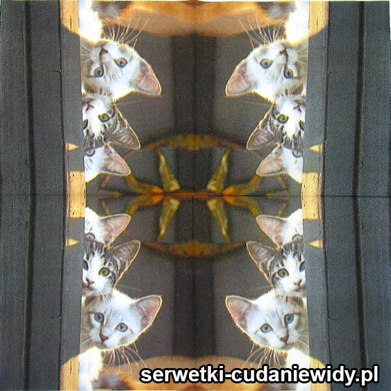 5964 Koty Obserwujące