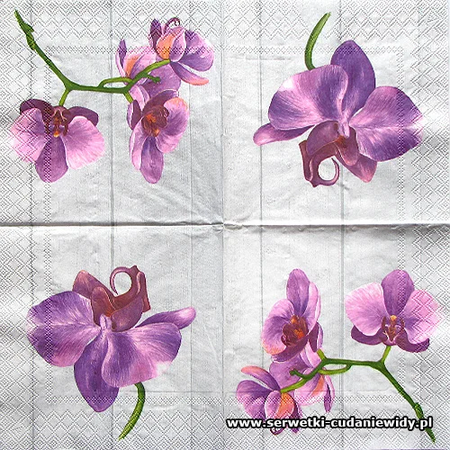 6299 Single Orchid