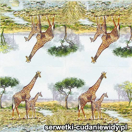 6327 Żyrafy