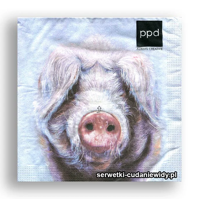 6592PACZKA Piękny Knur