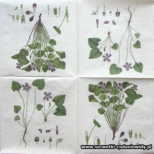 66440 Violets