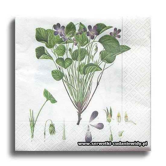 66440PACZKA Violets