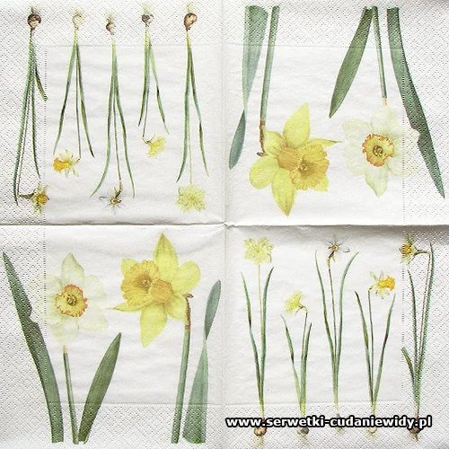 66464 Daffodils