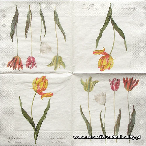 66465 Tulips