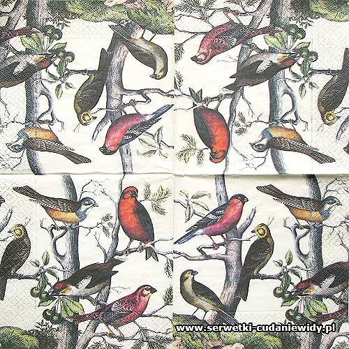 66472 Birds