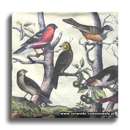 66472PACZKA Birds
