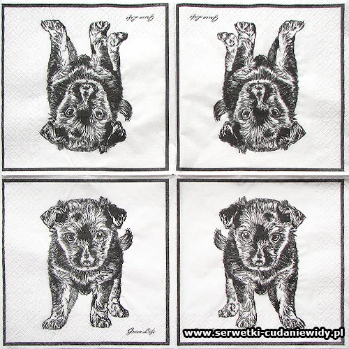 66810 Black Puppy