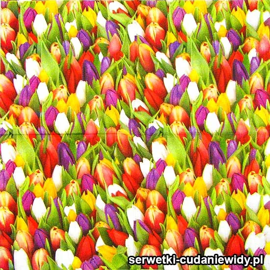75531 Serwetki Papierowe