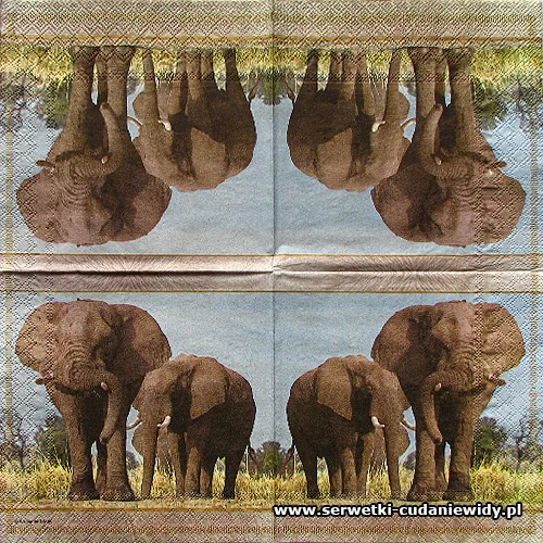 7764 Elephants