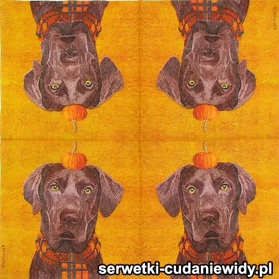 8094 Dog Z Dynią