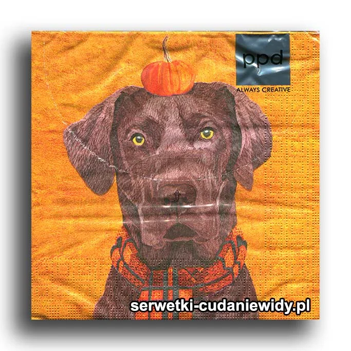 8094PACZKA Dog Zdziwiony