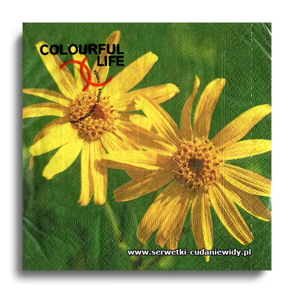 8225PACZKA Yellow Gerberas