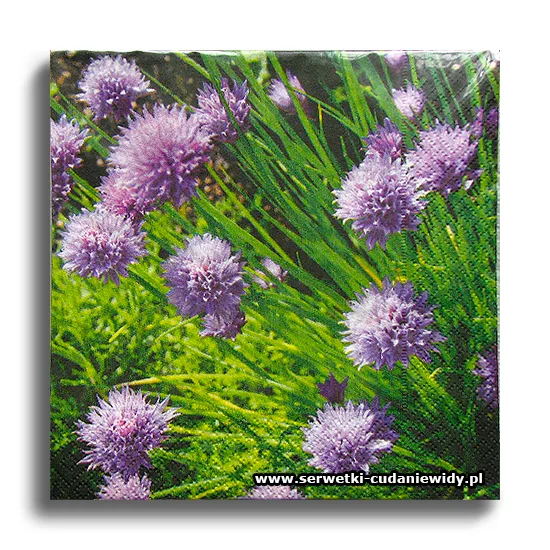 8381PACZKA Purple Day