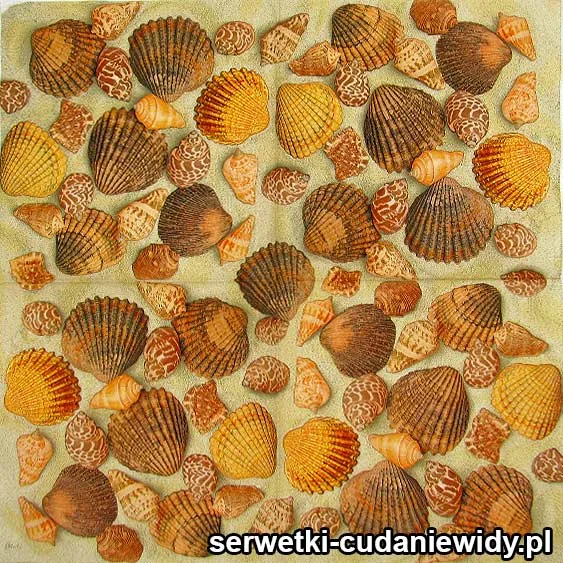 88342 Kolekcja Muszelek