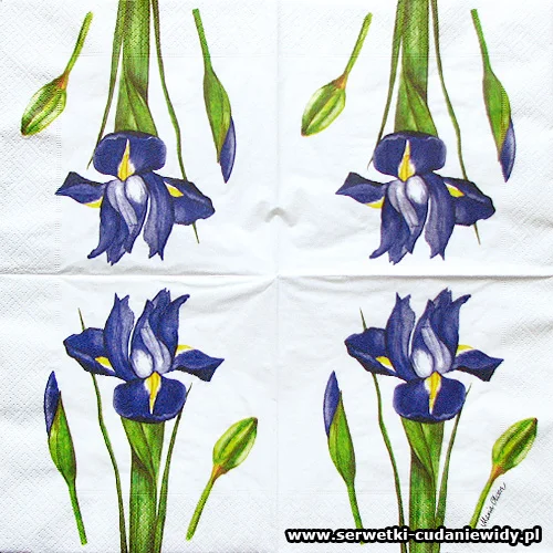 9772 Iris