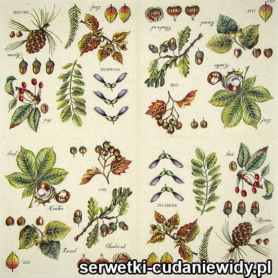 RAR2176 Serwetki Papierowe