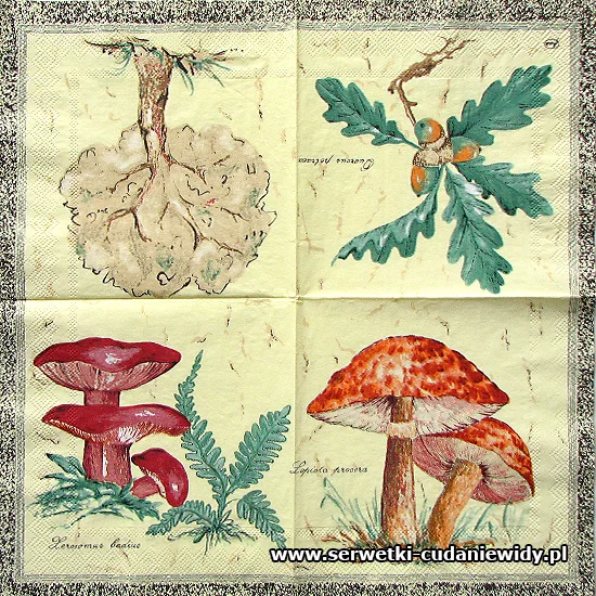 RAR3834 Mushrooms