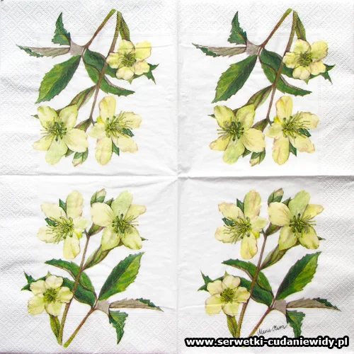 9815-2 White Wild